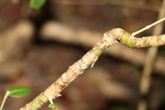 Bouchardatia neurococca