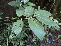 Piper glabrescens