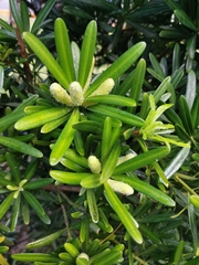 Podocarpus costalis