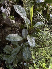 Lasianthus lanceolatus
