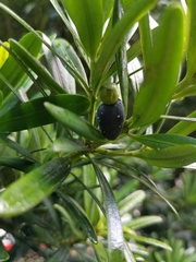 Podocarpus costalis