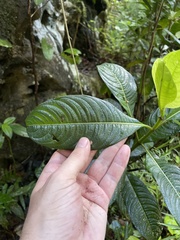 Lasianthus lanceolatus