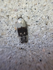 Trachypepla amphileuca