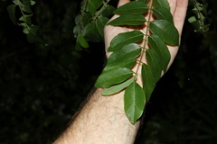 Austrosteenisia