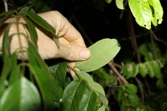 Austrosteenisia