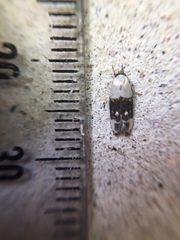 Trachypepla amphileuca