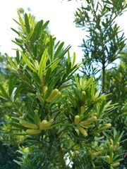 Podocarpus costalis