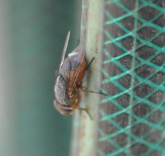 Calliphora augur