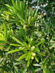Podocarpus costalis