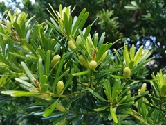 Podocarpus costalis