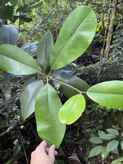 Manilkara bidentata