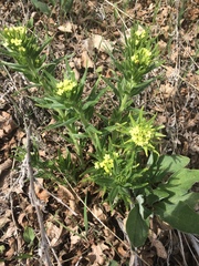 Lithospermum ruderale