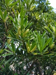 Podocarpus costalis