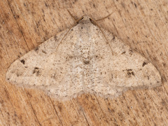 Digrammia pictipennata