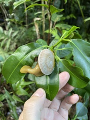 Parthena acutangula