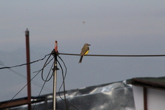 Tyrannus melancholicus