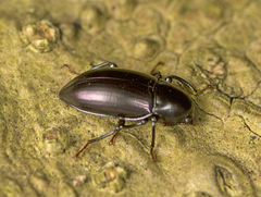 Apterotheca