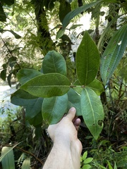 Eugenia haematocarpa