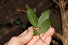 Loeseneriella barbata