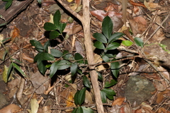 Loeseneriella barbata