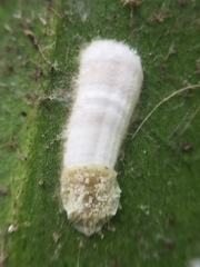 Pulvinaria camelicola