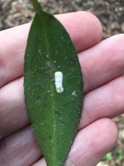 Pulvinaria camelicola