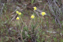Conostylis aurea