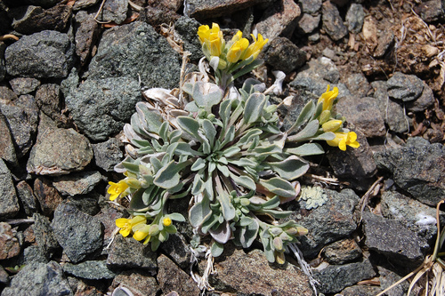 Physaria occidentalis ssp. occidentalis