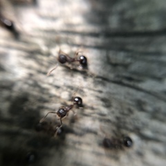 Pristomyrmex punctatus