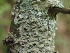 Heterodermia albicans