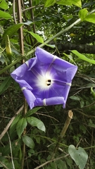 Ipomoea clavata