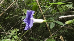 Ipomoea clavata