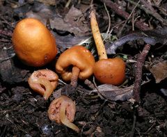 Macrocystidia reducta