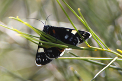 Periscepta polysticta