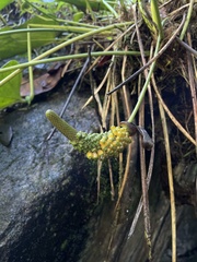 Anthurium dominicense