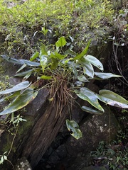 Anthurium dominicense