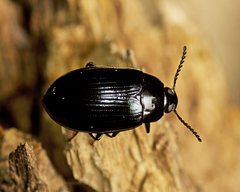 Ceropria peregrina