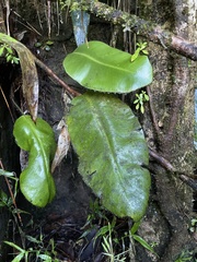 Elaphoglossum crinitum