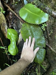 Elaphoglossum crinitum