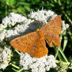 Emesis mandana