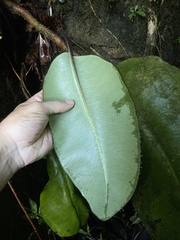 Elaphoglossum crinitum