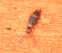 Entomobrya albocincta
