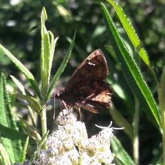 Nisoniades macarius