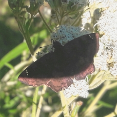 Nisoniades macarius