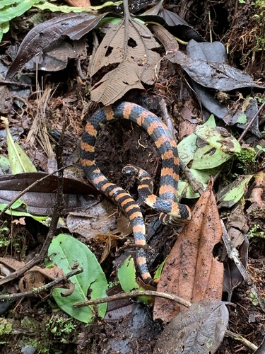 Boulenger's False Coral Snake