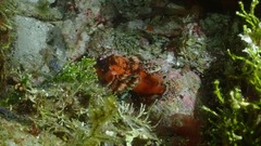 Dendrochirus biocellatus