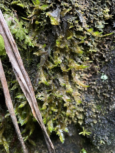 Phyllogonium