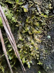 Phyllogonium viride