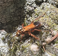 Sphictostethus fugax