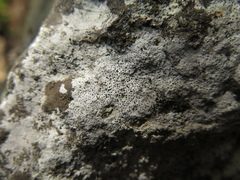 Bagliettoa calciseda